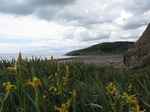 SX06763 Yellow Iris in valley near Slade Castle, Southerndown (Iris pseudacorus).jpg